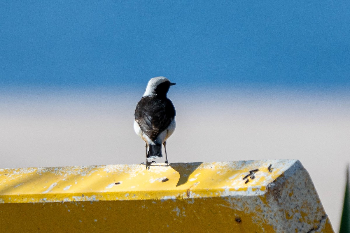 Mourning Wheatear - ML640555934