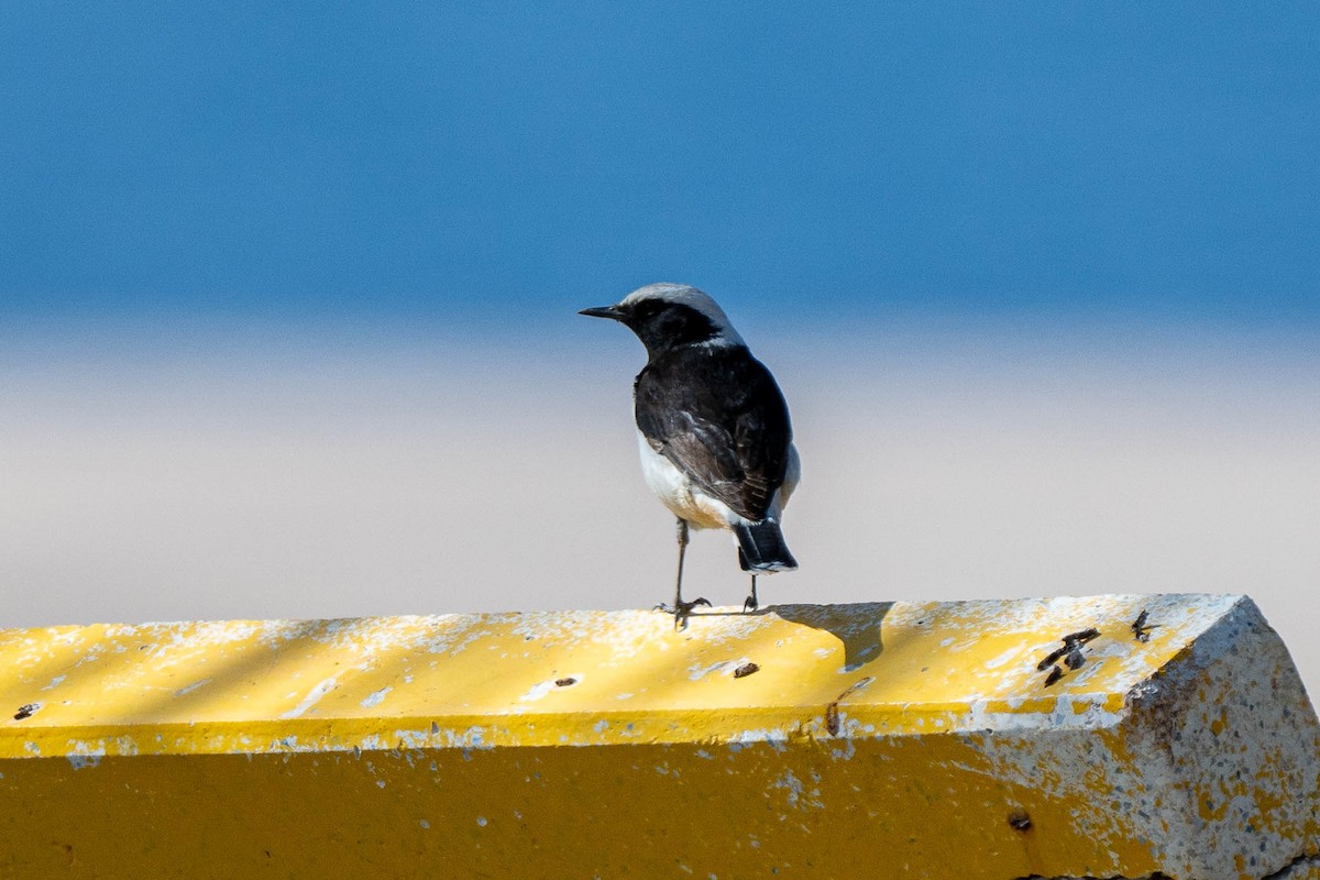 Mourning Wheatear - ML640555935