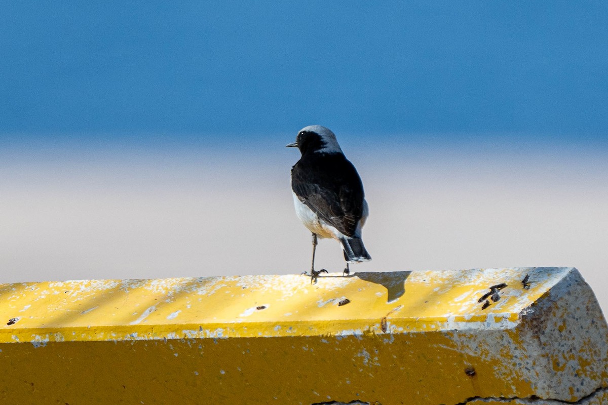 Mourning Wheatear - ML640555936