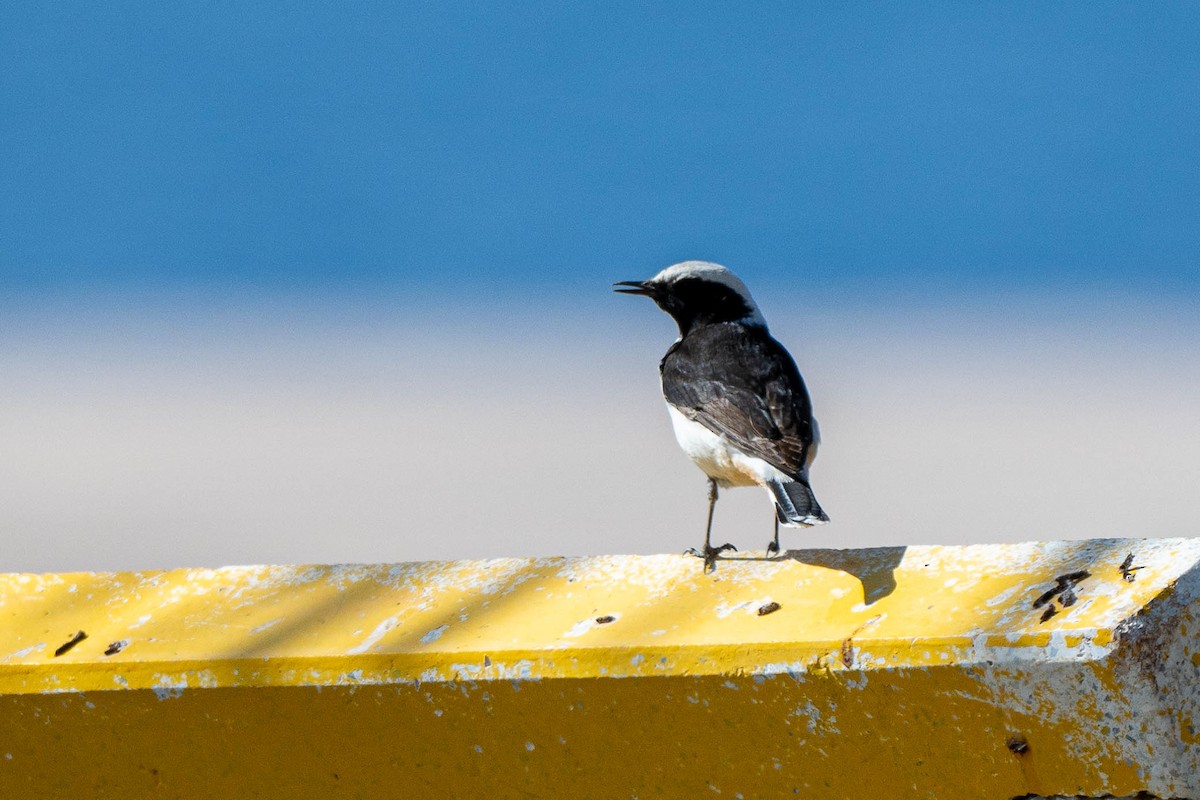Mourning Wheatear - ML640555937