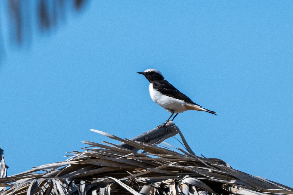 Mourning Wheatear - ML640555939