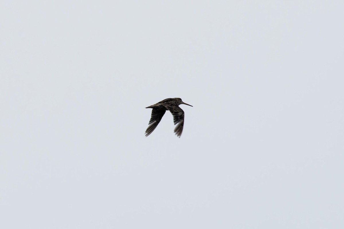 Pin-tailed Snipe - ML640555983