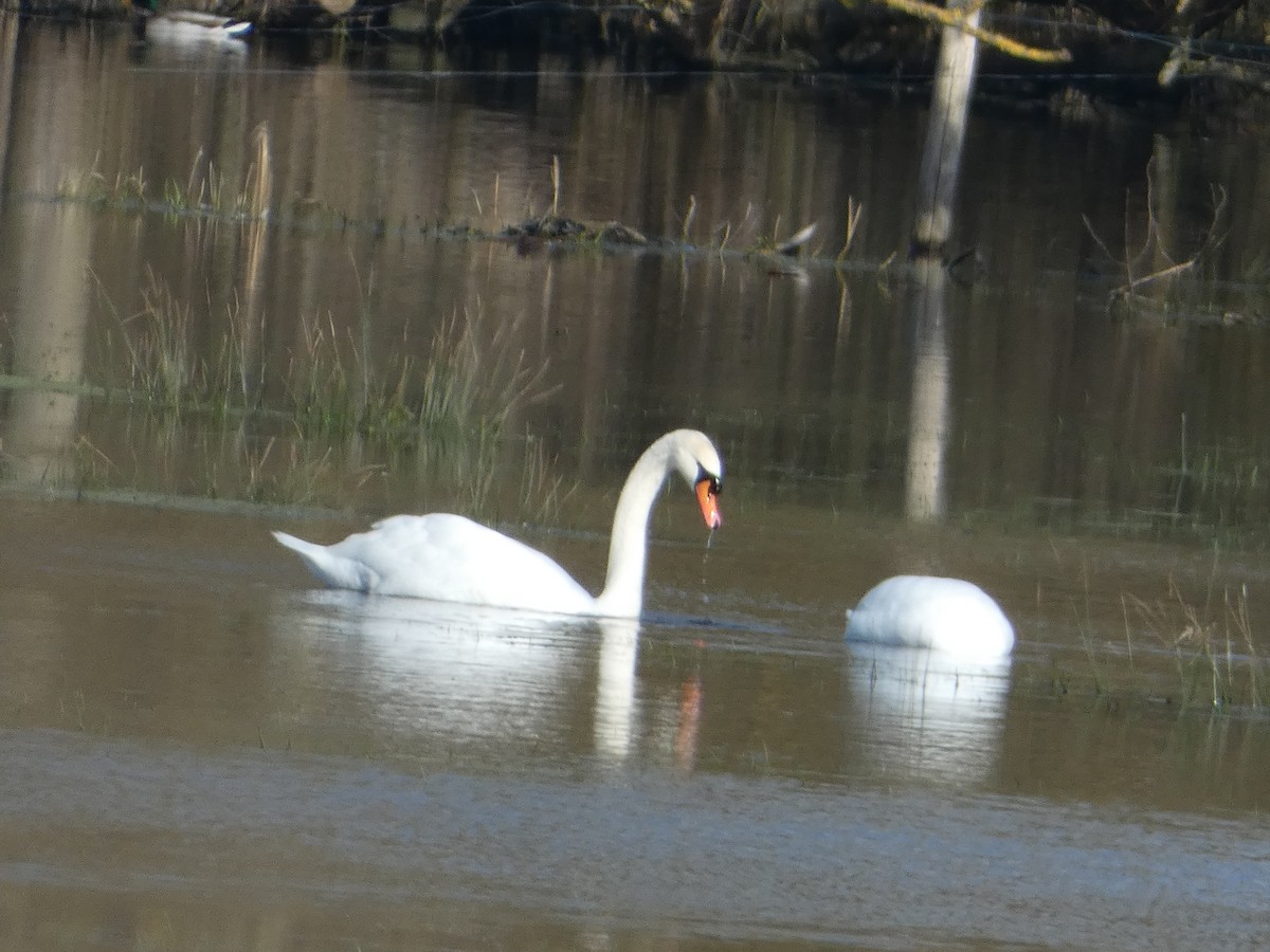 Mute Swan - ML640556022