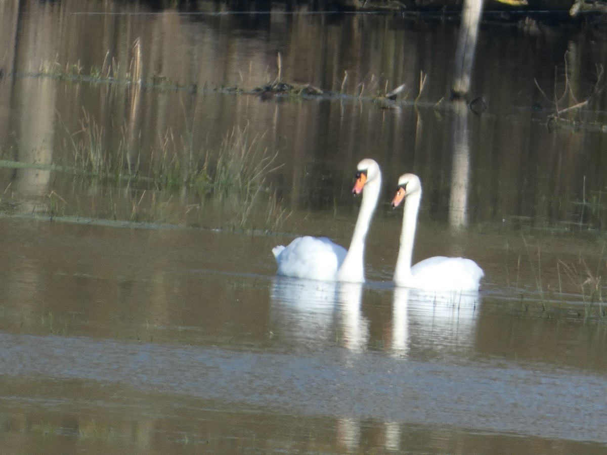 Mute Swan - ML640556023