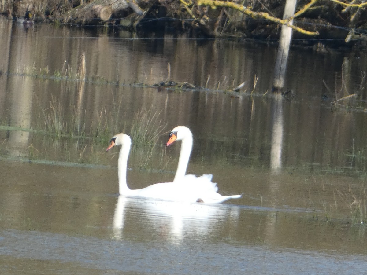 Mute Swan - ML640556025