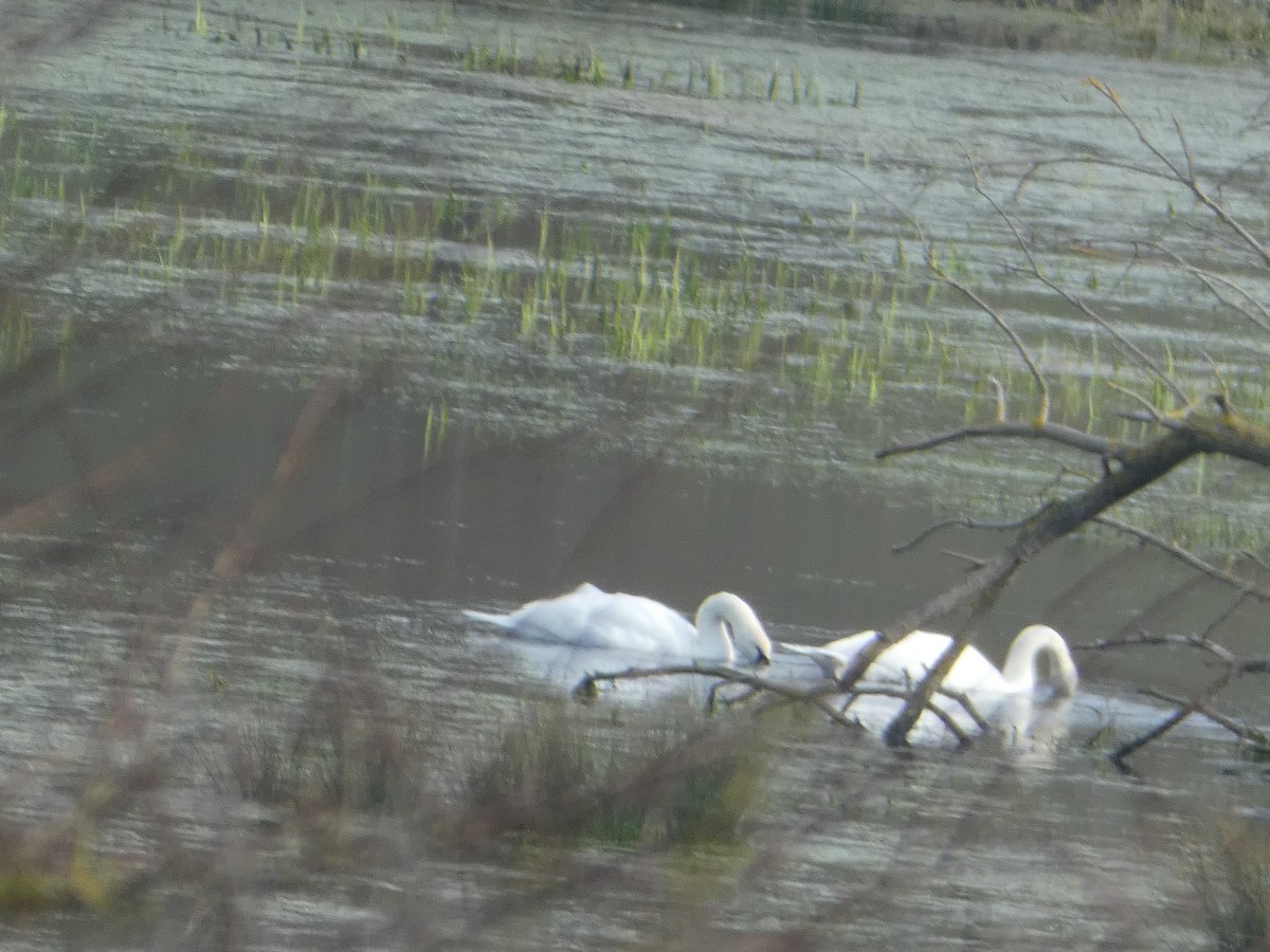 Mute Swan - ML640556027