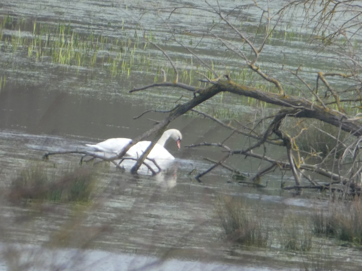 Mute Swan - ML640556029