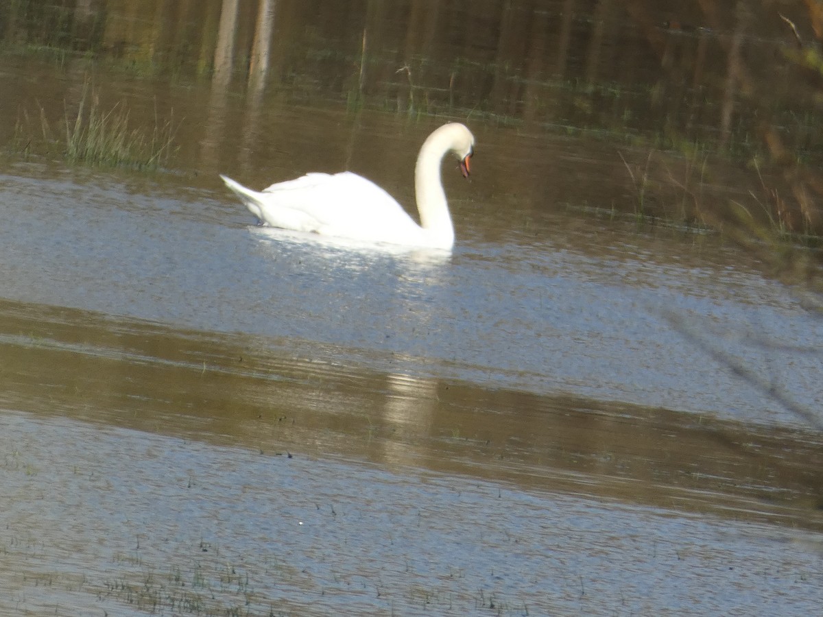 Mute Swan - ML640556030