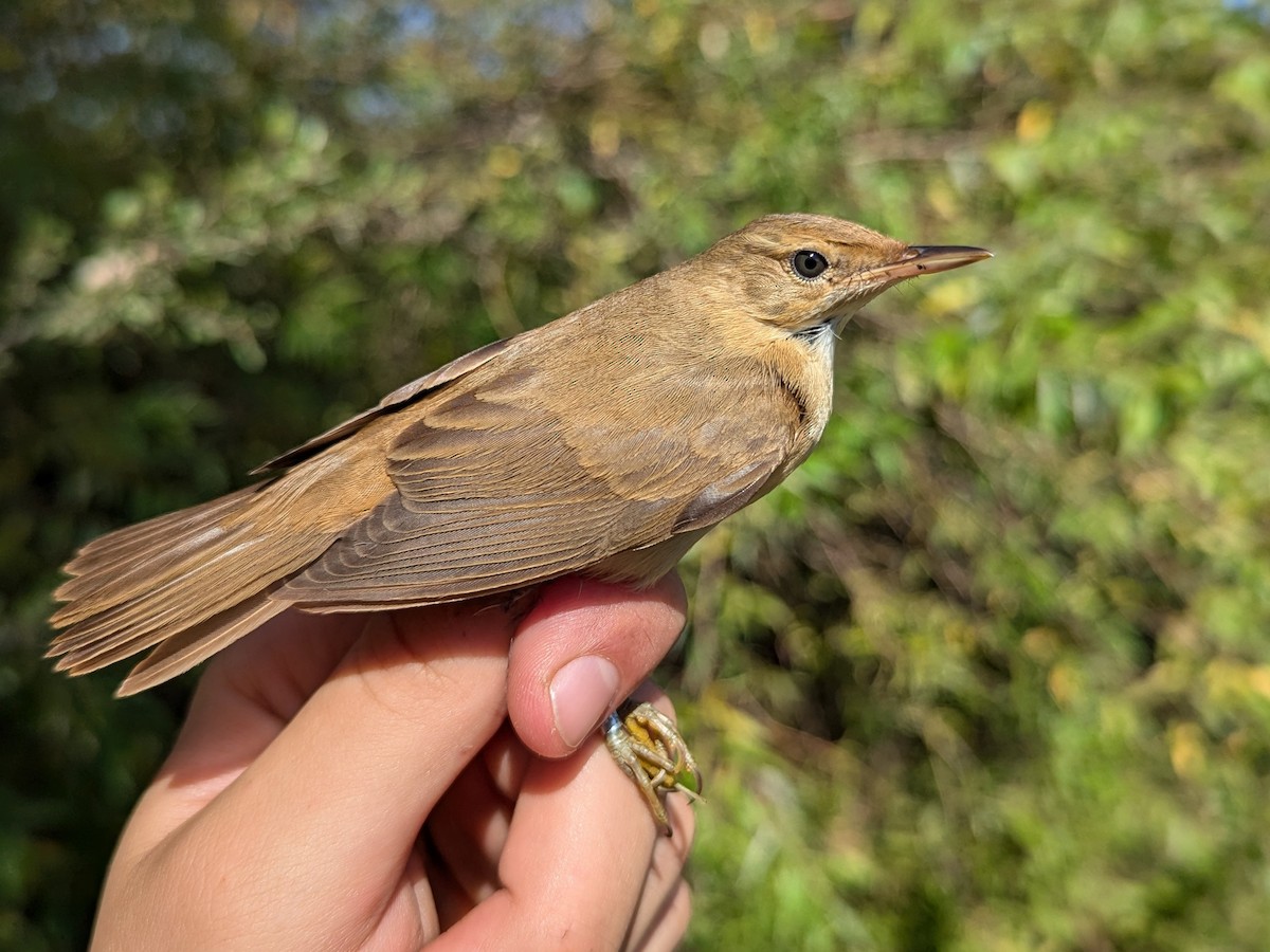 Marsh Warbler - ML640556031