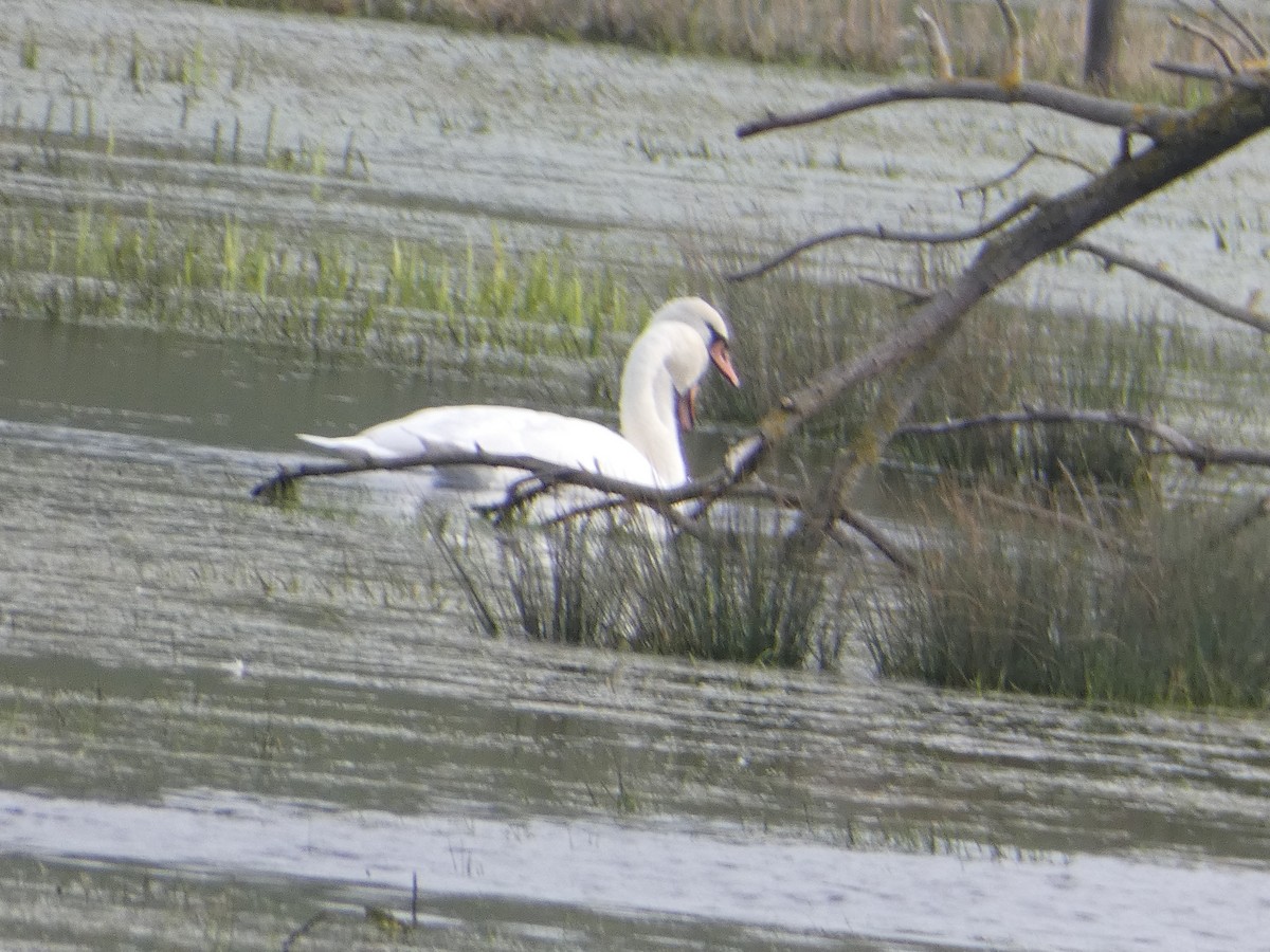 Mute Swan - ML640556034