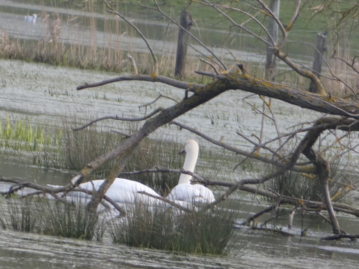 Mute Swan - ML640556036