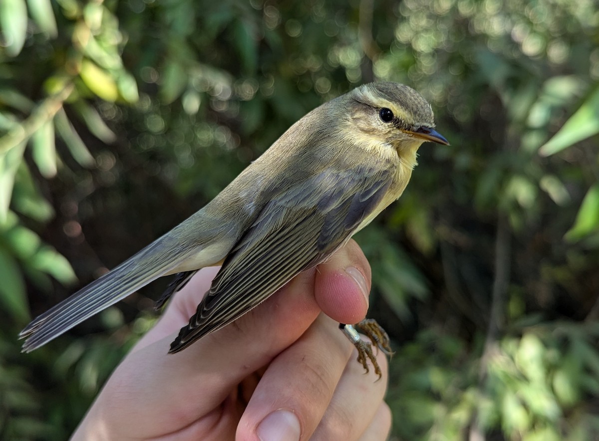 Willow Warbler - ML640556042