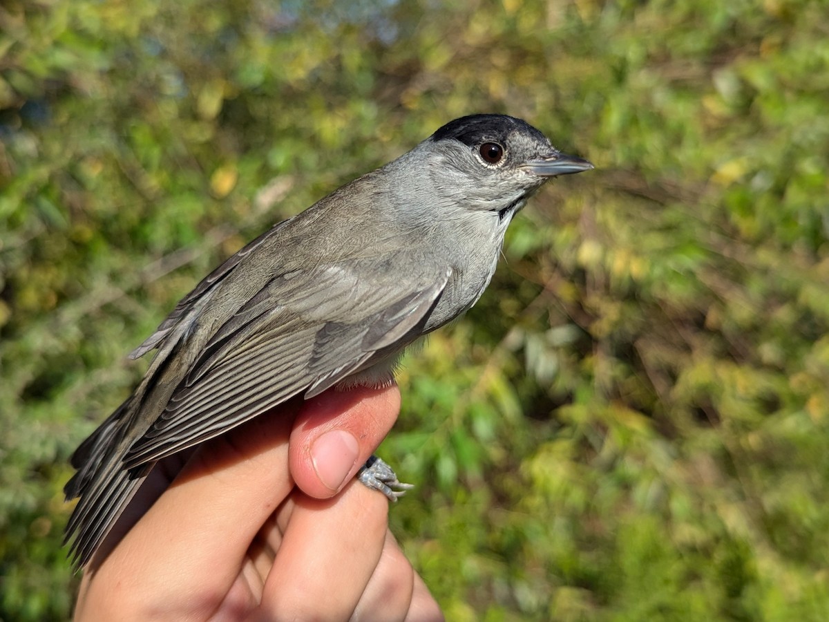 Eurasian Blackcap - ML640556046