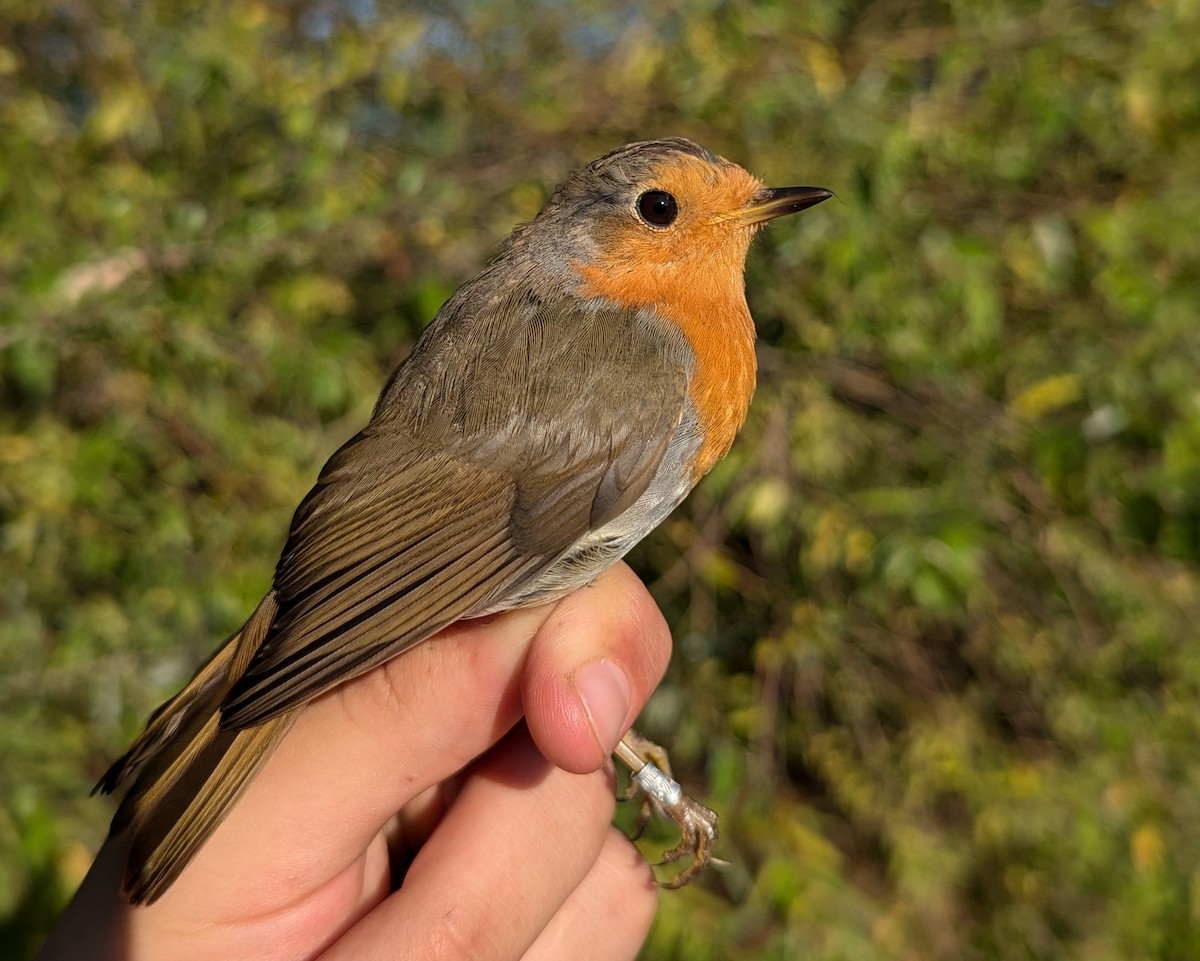 European Robin - ML640556050