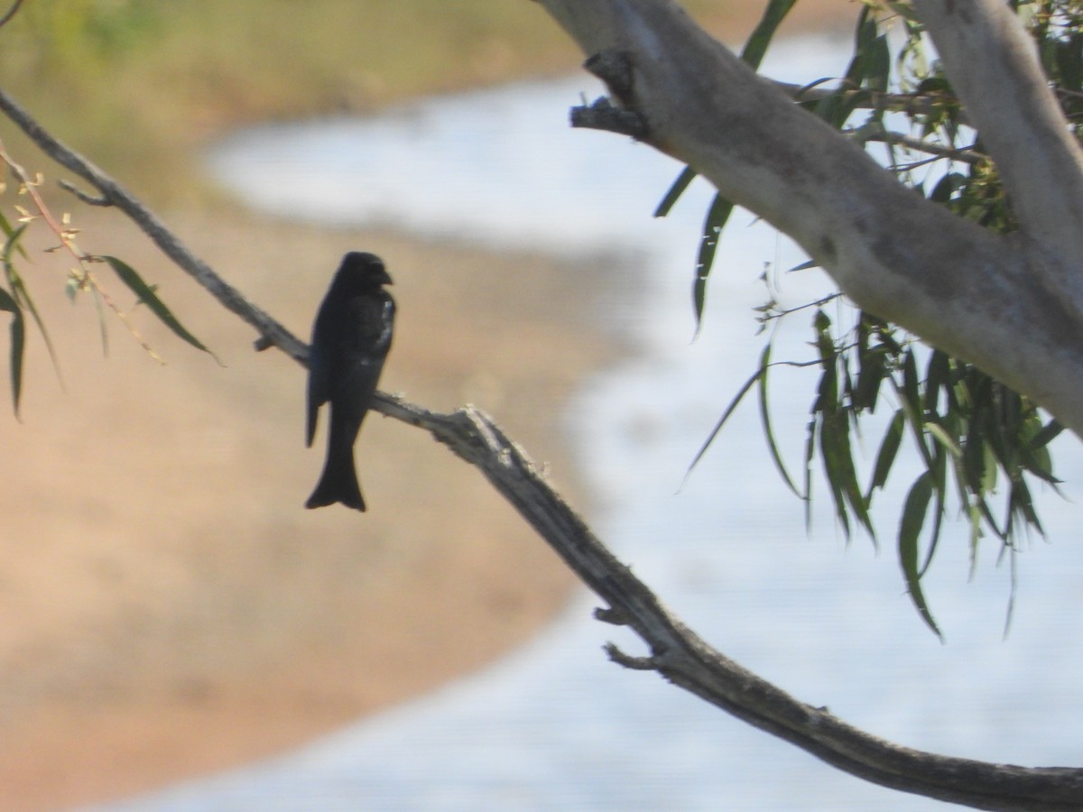 Spangled Drongo - ML640556051