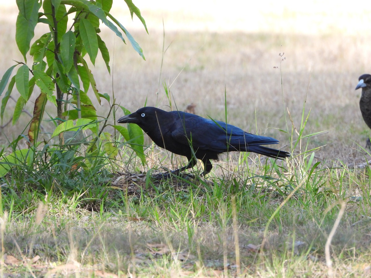 Torresian Crow - ML640556056