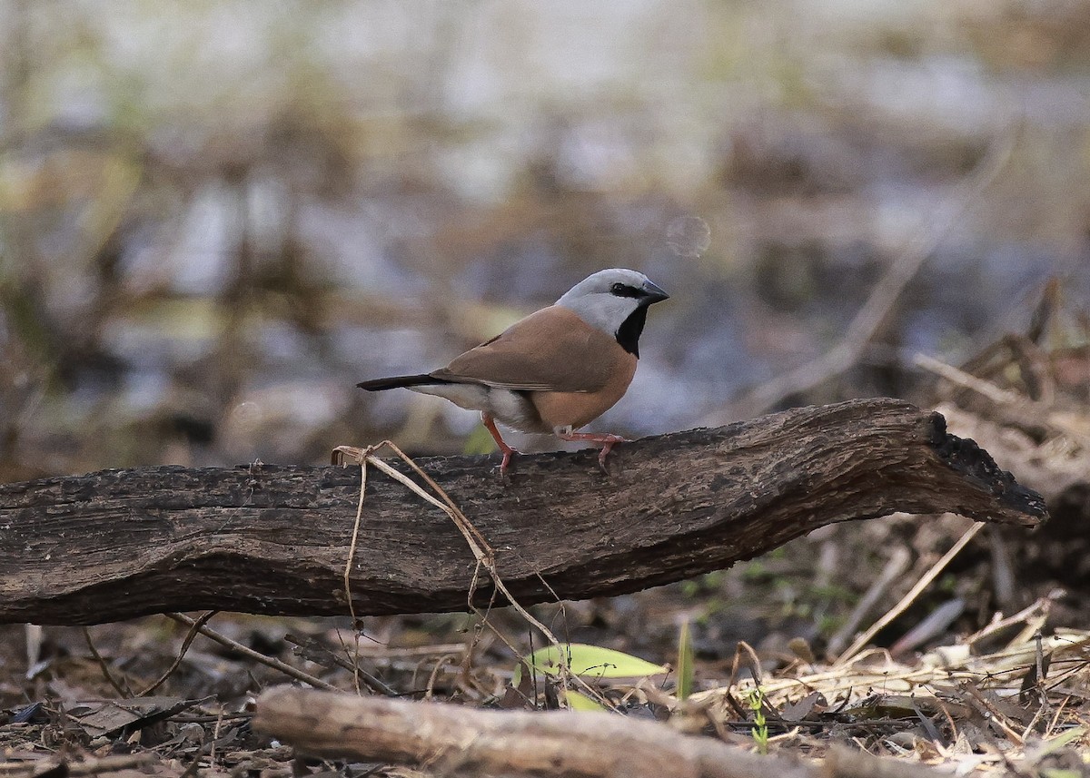 Black-throated Finch - ML640556064
