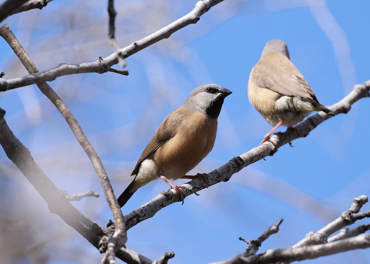 Black-throated Finch - ML640556066