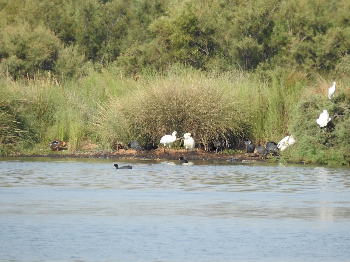 Eurasian Spoonbill - ML640556075