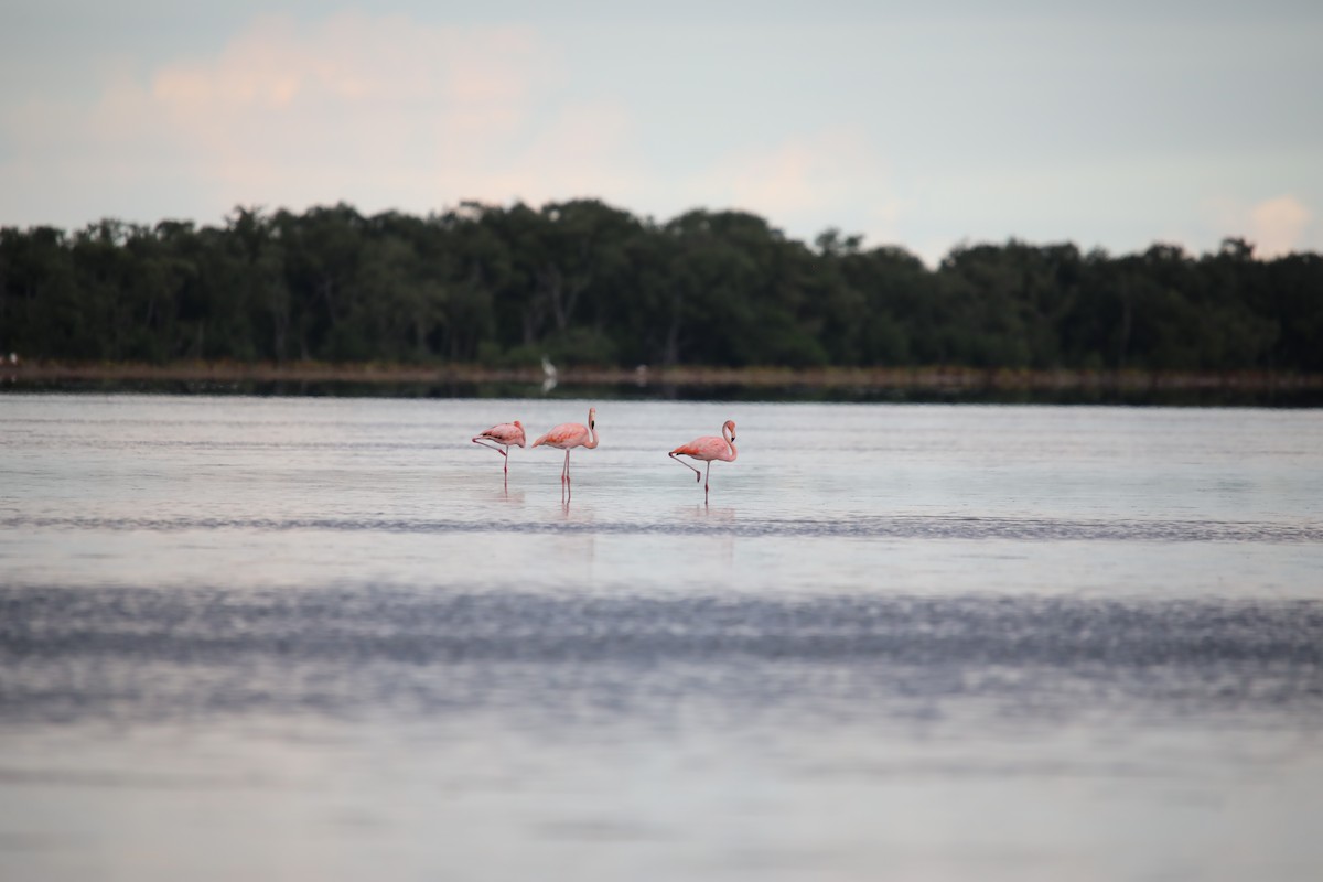 American Flamingo - ML640556100
