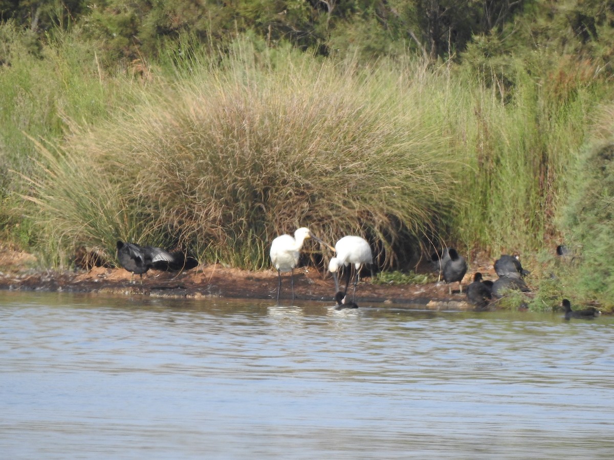 Eurasian Spoonbill - ML640556117
