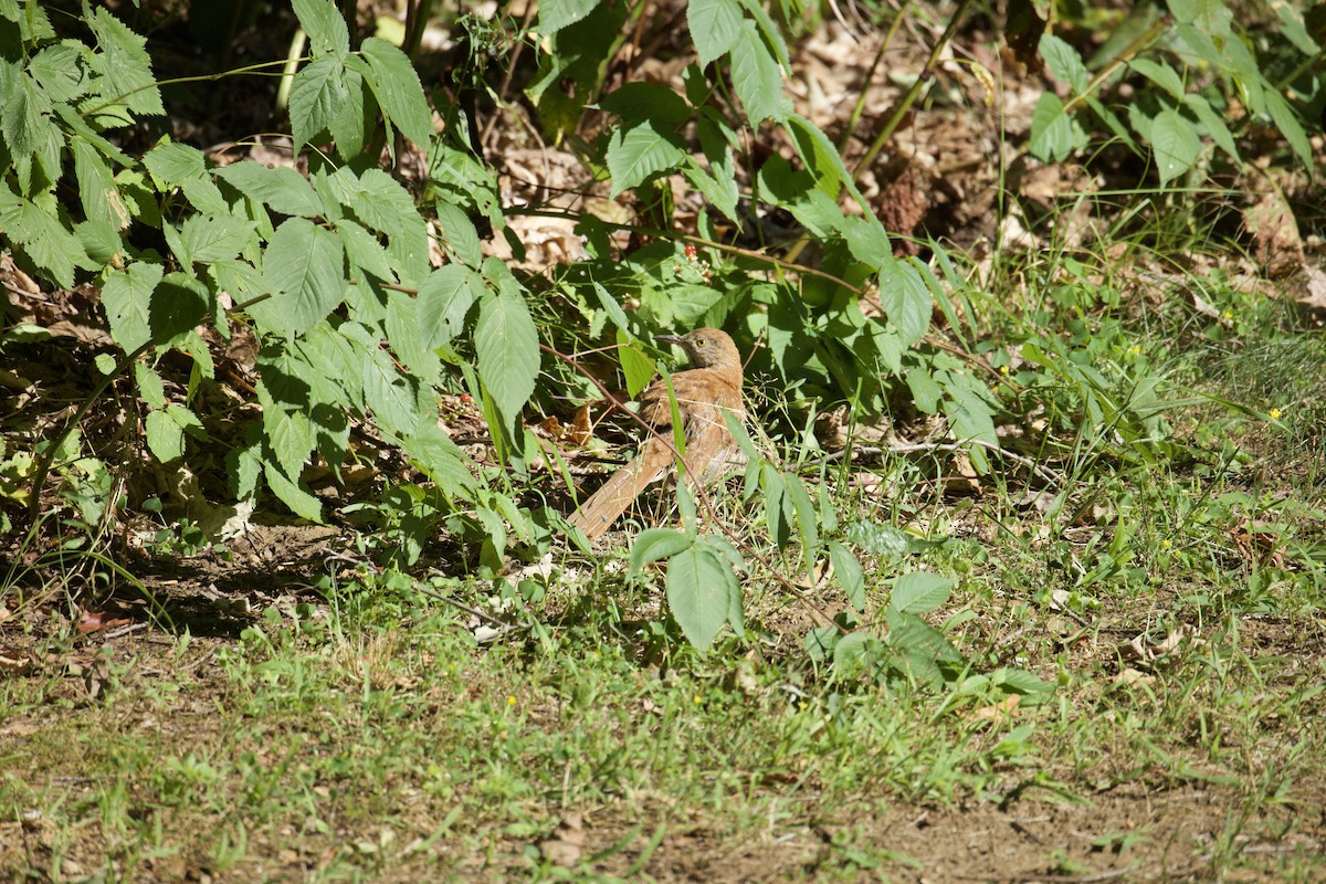 Brown Thrasher - ML640556128