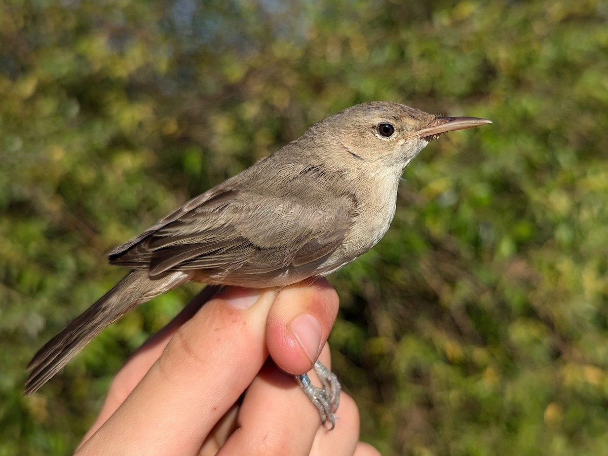Eastern Olivaceous Warbler - ML640556136