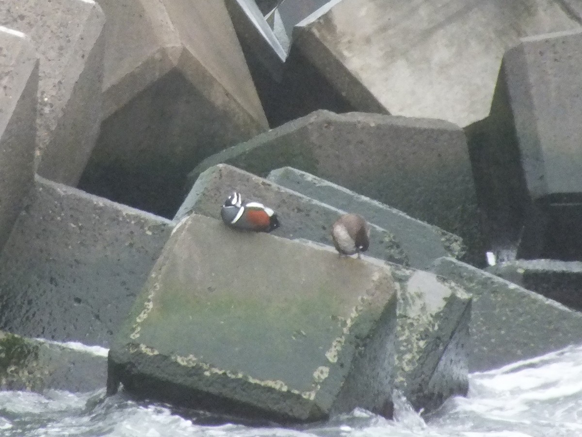 Harlequin Duck - ML640556155