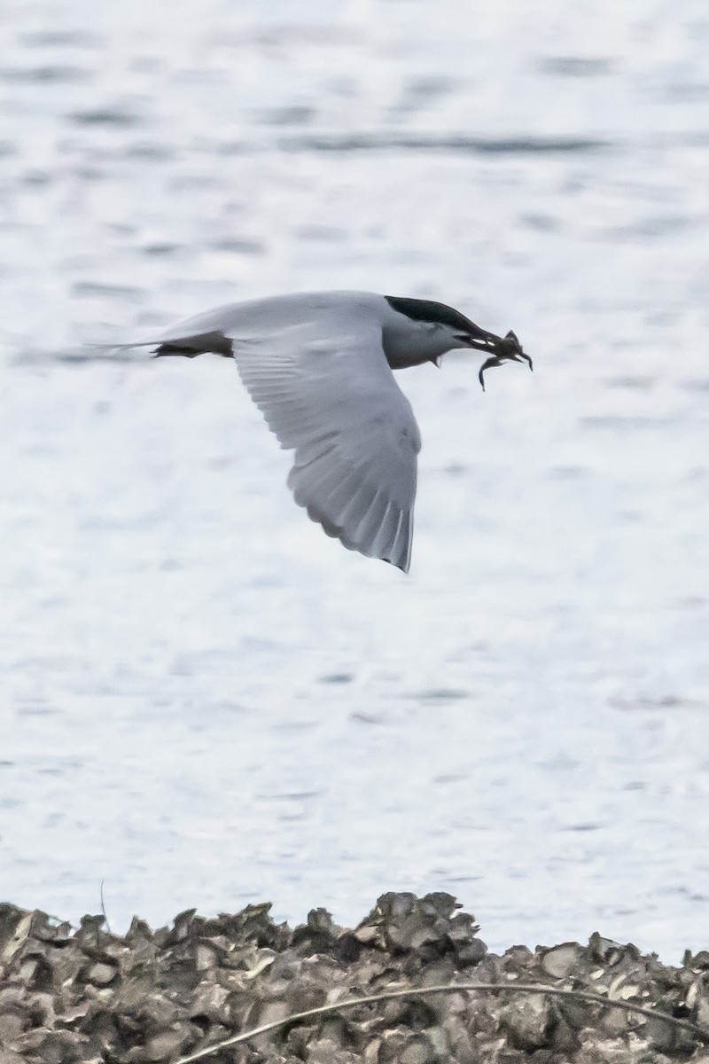 Gull-billed/Australian Tern - ML640556177