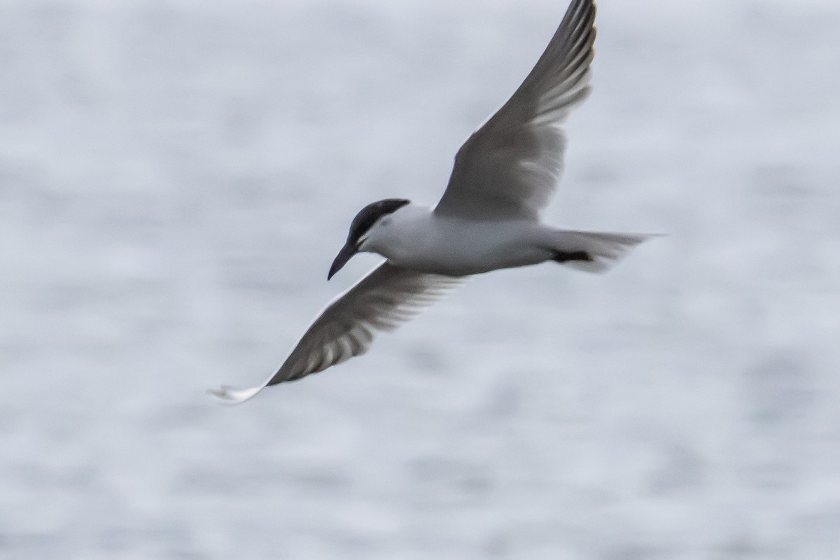 Gull-billed/Australian Tern - ML640556178