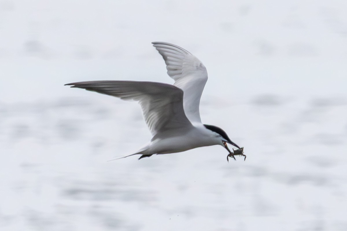 Gull-billed/Australian Tern - ML640556179