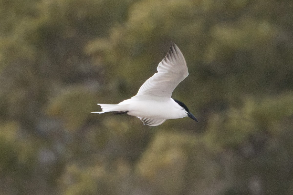 Gull-billed/Australian Tern - ML640556180