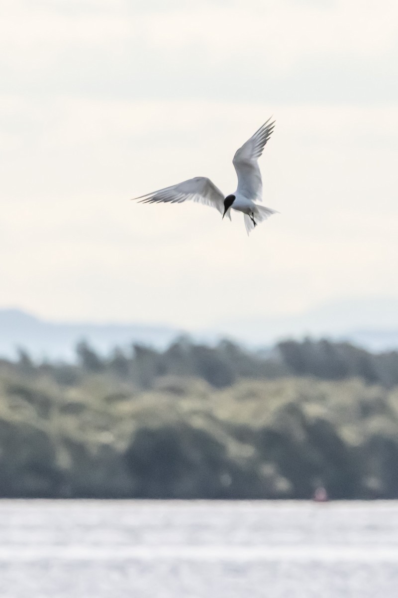 Gull-billed/Australian Tern - ML640556181