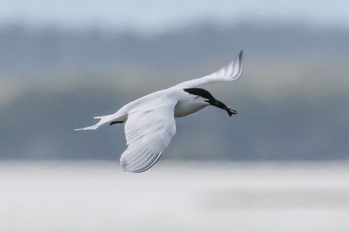 Gull-billed/Australian Tern - ML640556182