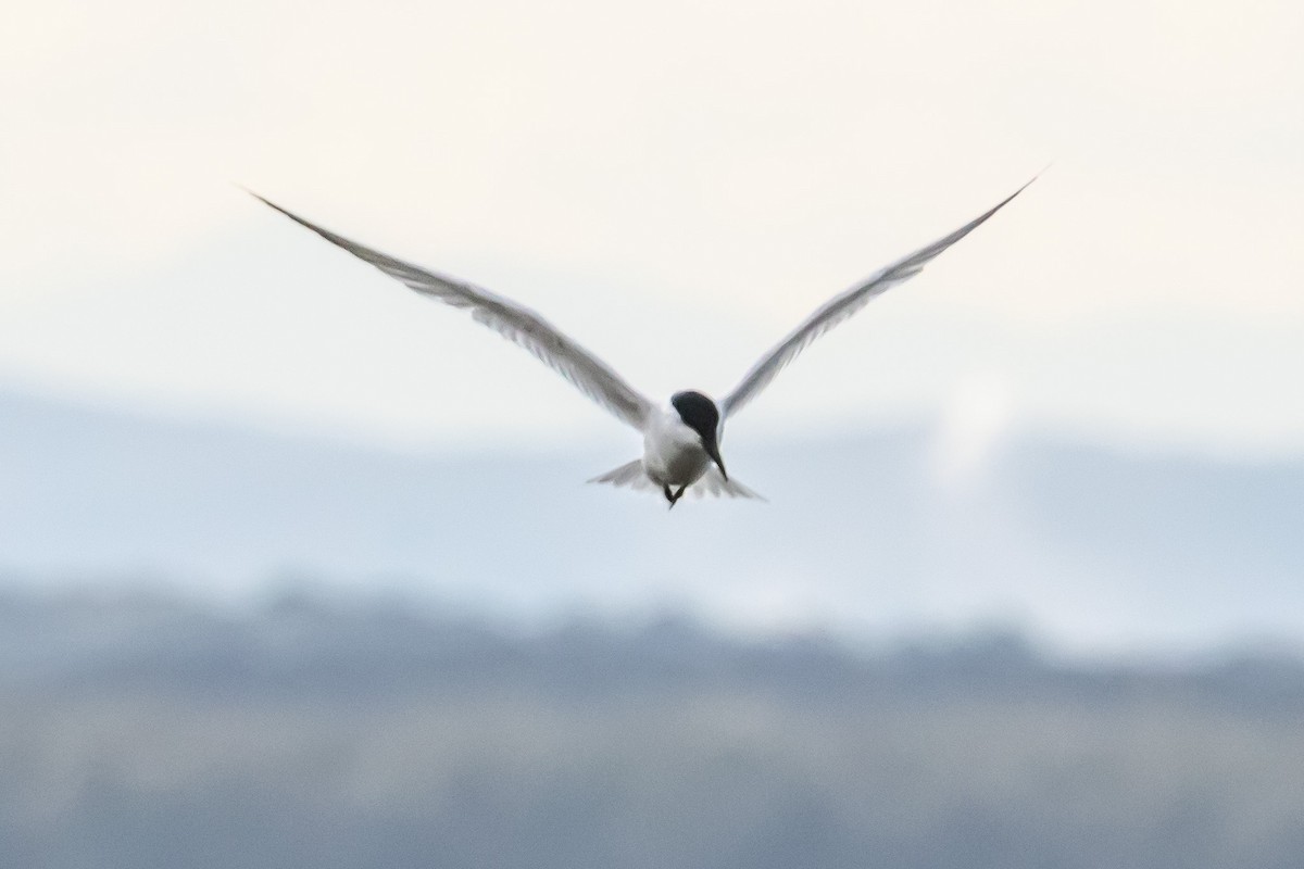 Gull-billed/Australian Tern - ML640556183