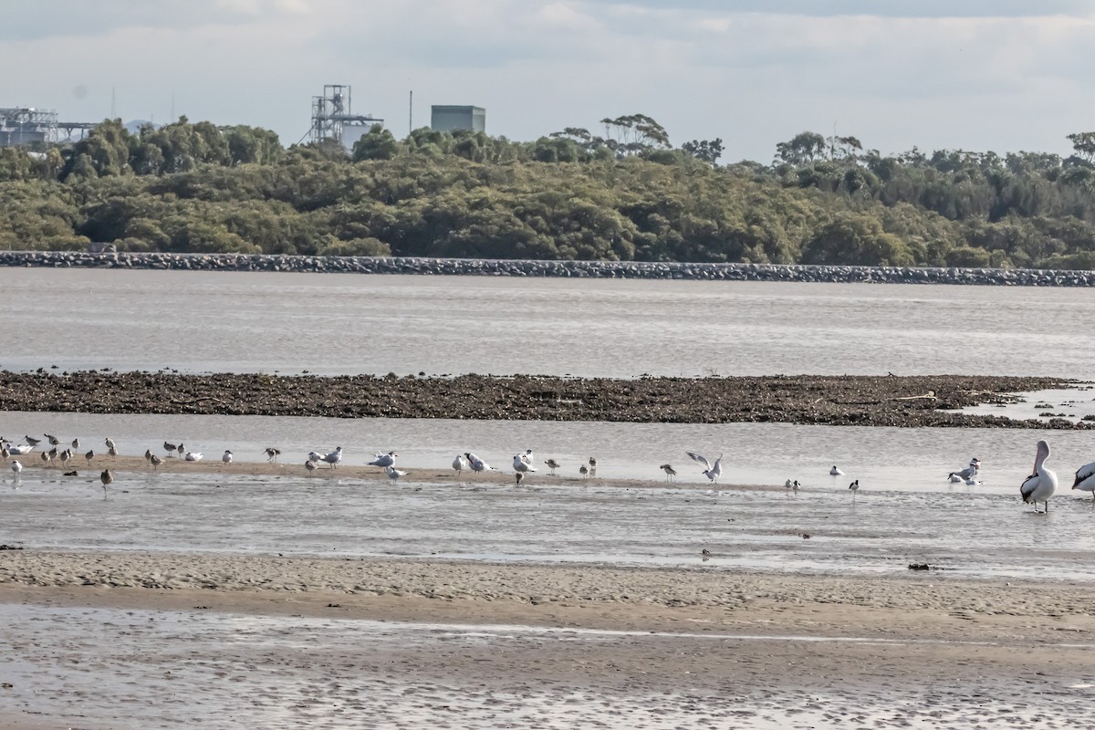Gull-billed/Australian Tern - ML640556193