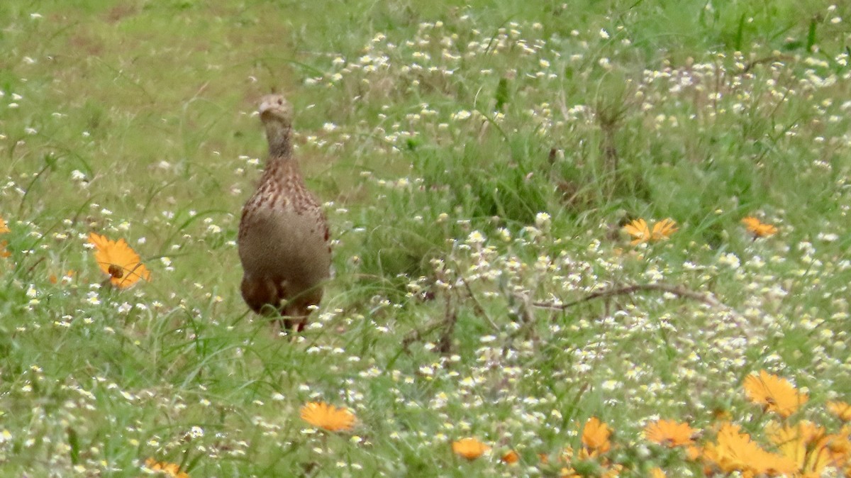 Gray-winged Francolin - ML640556207