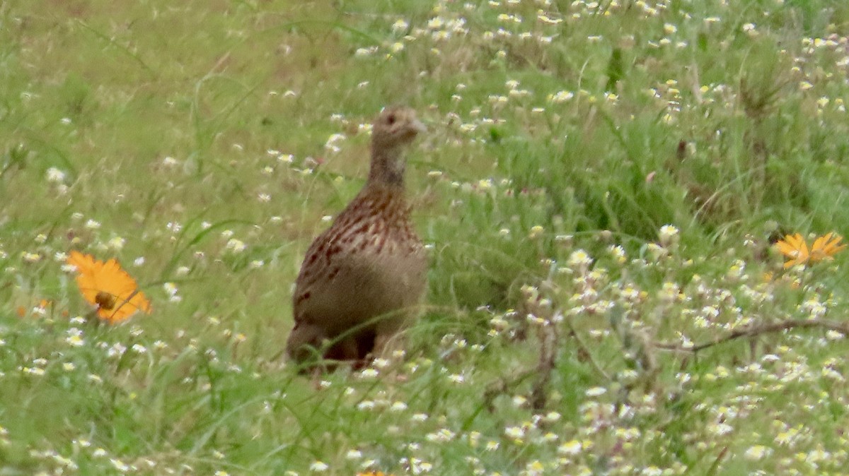 Gray-winged Francolin - ML640556215