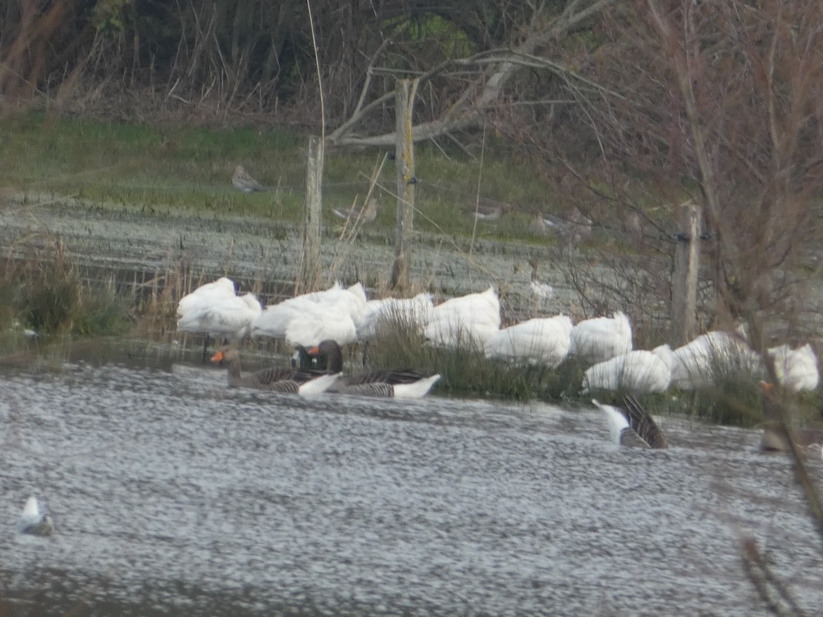 Eurasian Spoonbill - ML640556217