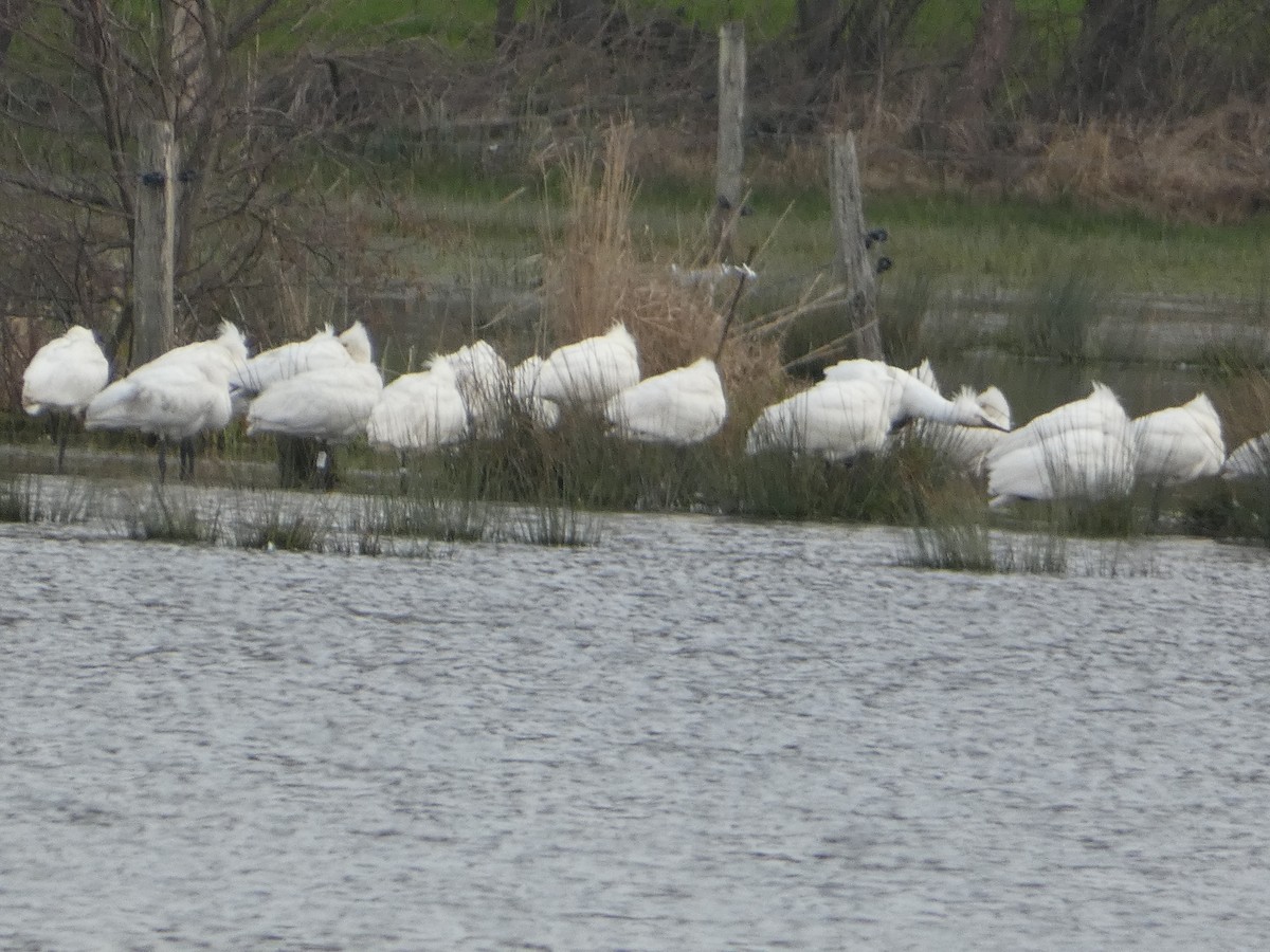 Eurasian Spoonbill - ML640556221