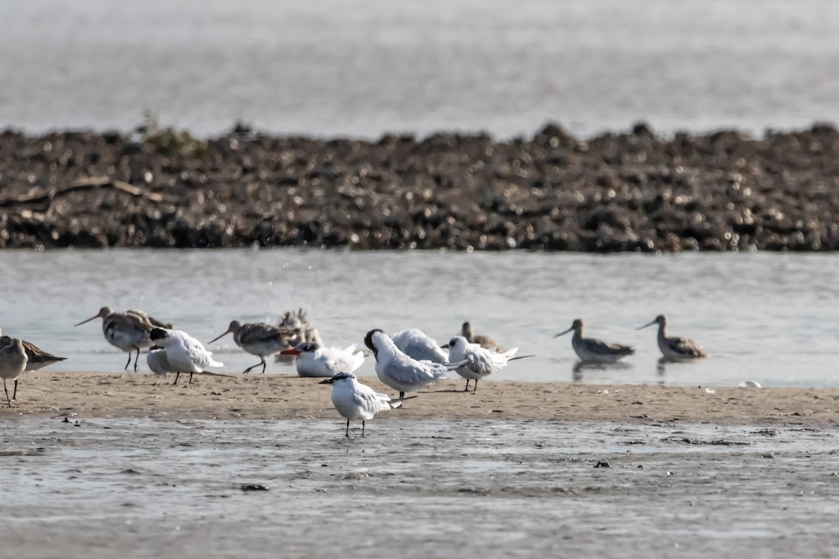 Gull-billed/Australian Tern - ML640556222