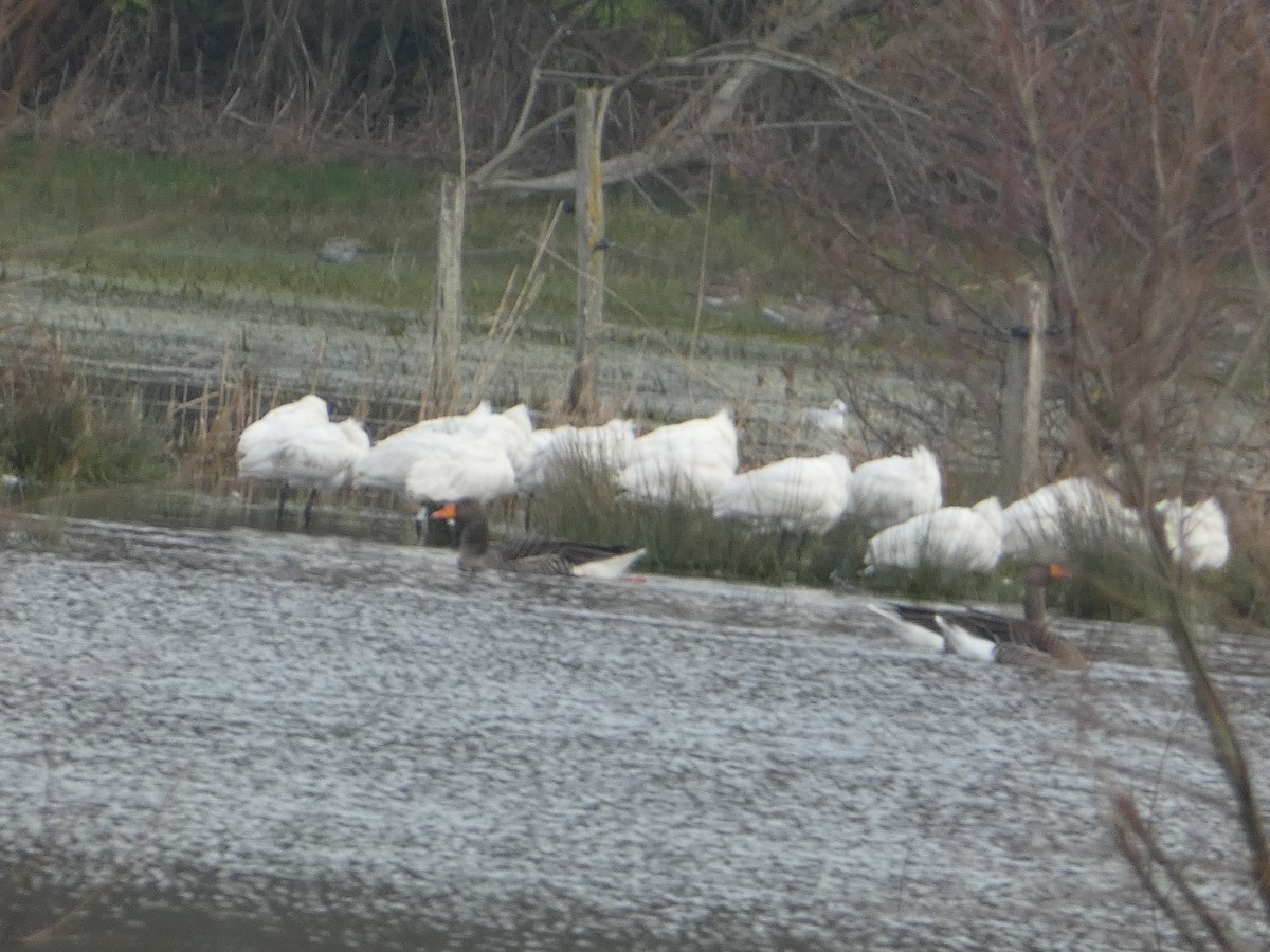 Eurasian Spoonbill - ML640556224