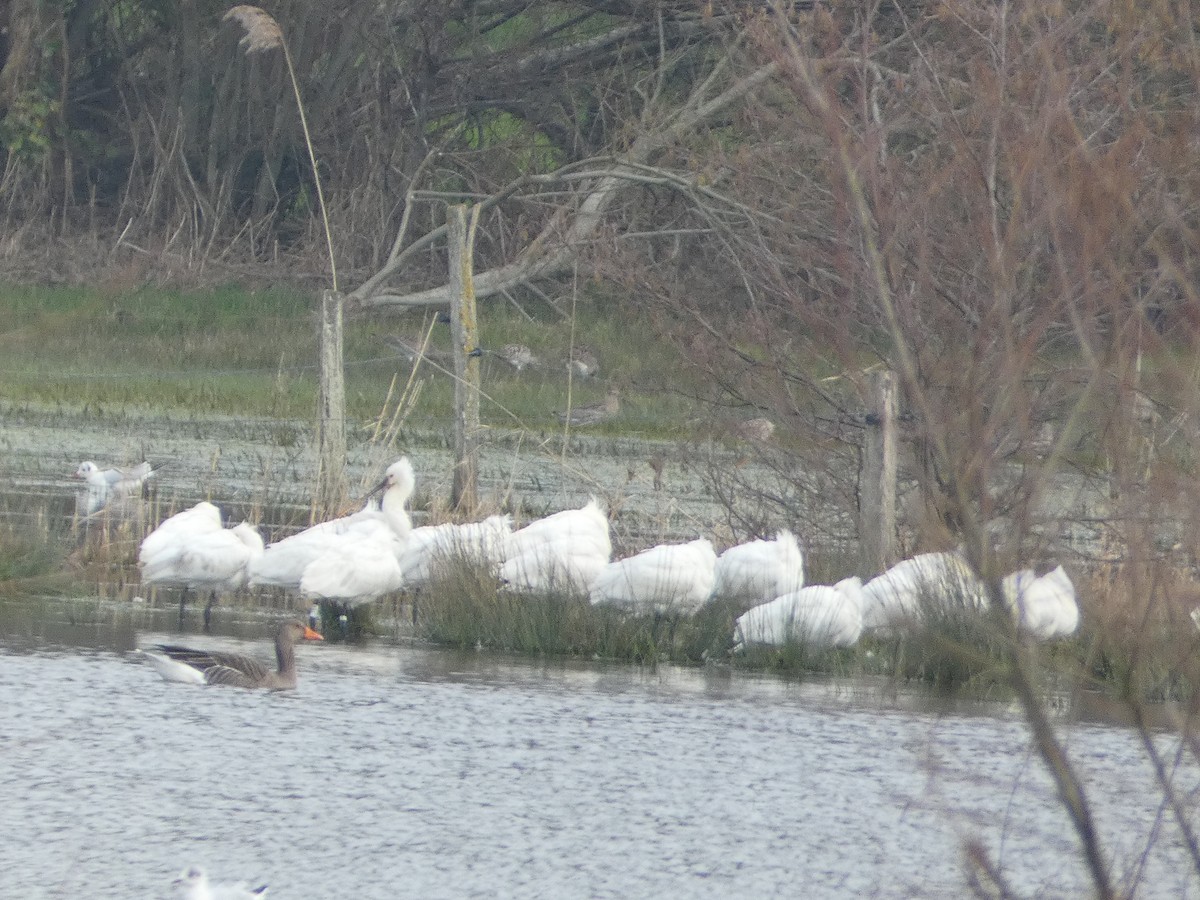 Eurasian Spoonbill - ML640556225