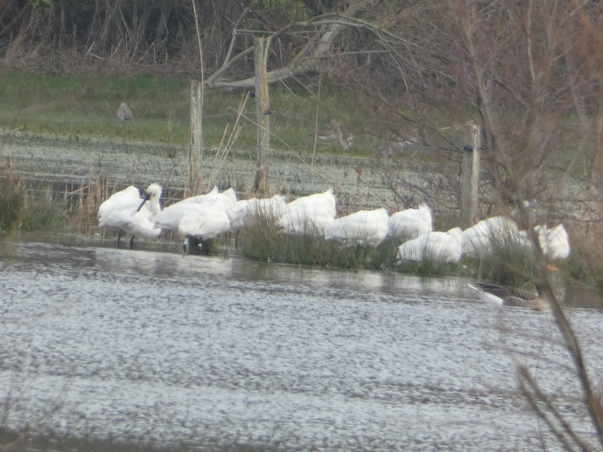 Eurasian Spoonbill - ML640556226