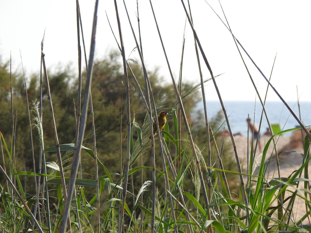 Black-headed Weaver - ML640556234