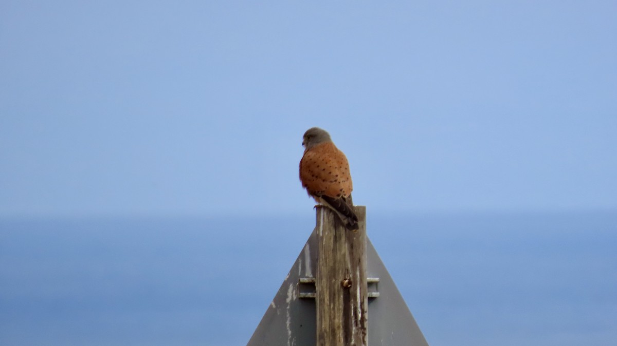 Rock Kestrel - ML640556236