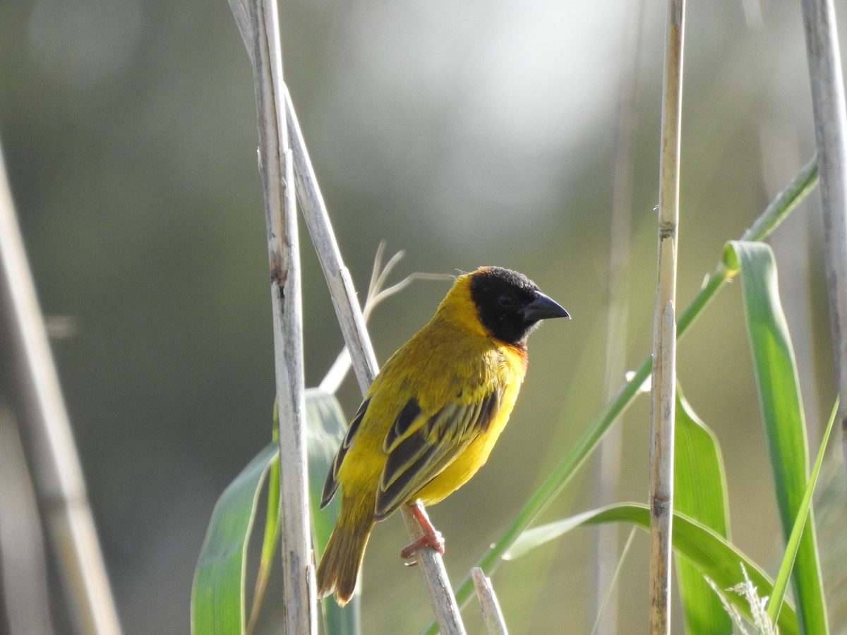 Black-headed Weaver - ML640556237