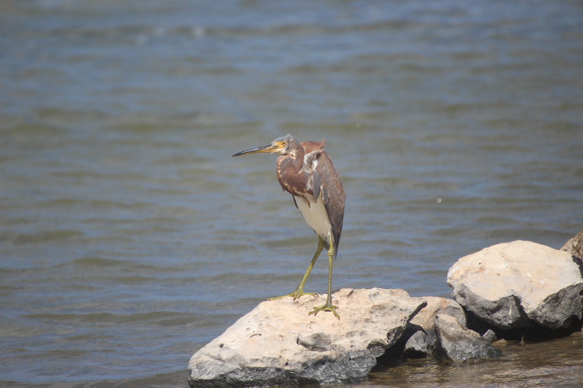 Tricolored Heron - ML640556238
