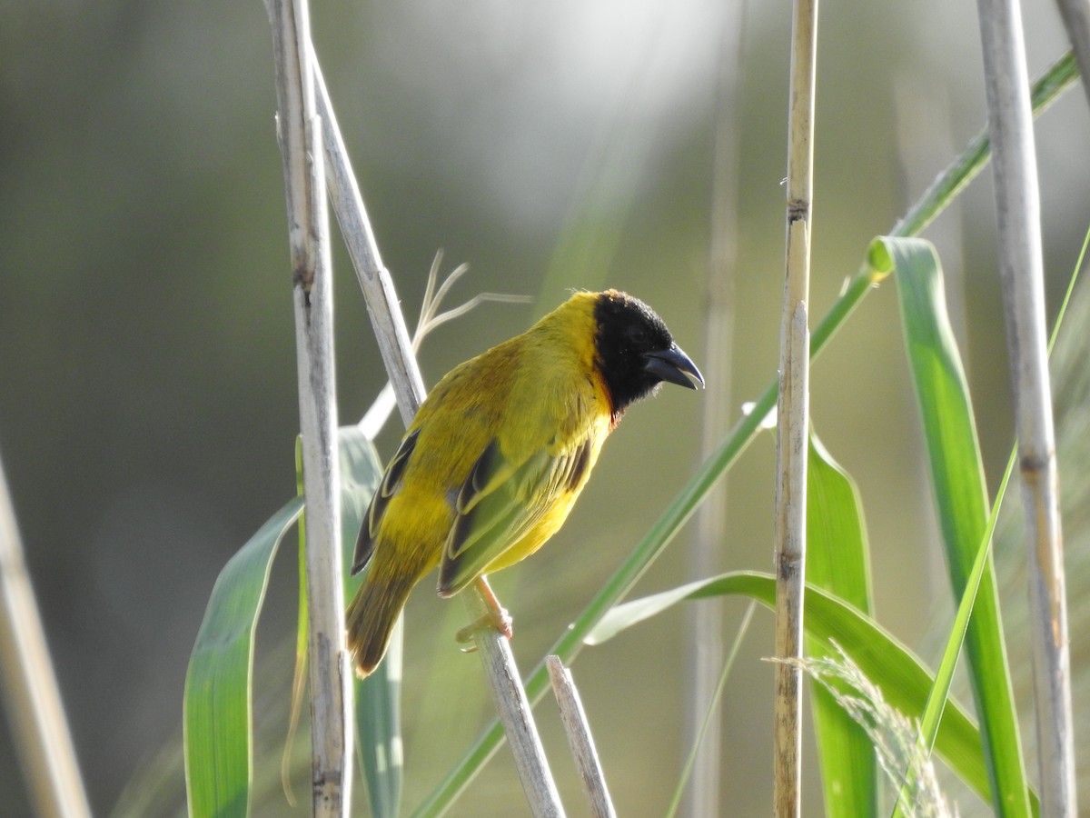 Black-headed Weaver - ML640556242