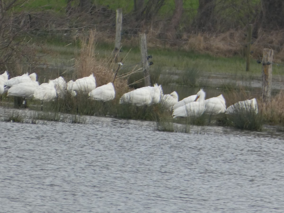 Eurasian Spoonbill - ML640556243